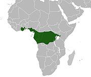 Range includes southern regions of Ghana, Nigeria and Cameroon, and throughout Equatorial Guinea, Gabon, Republic of the Congo and Democratic Republic of the Congo.