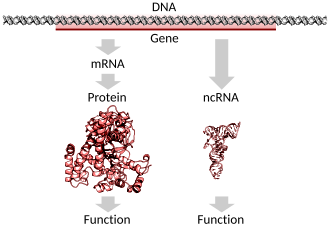 A protein-coding gene in DNA being transcribed and translated to a functional protein or a non-protein-coding gene being transcribed to a functional RNA