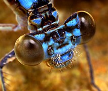 Une vue rapprochée des petits yeux non contigus d'une demoiselle (Zygoptera).