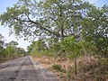 Süduferstraße in der Nähe des Mutaro Kunda Forest Park