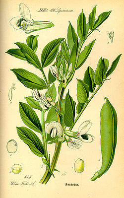 Debuixo de Vicia faba en a obra d'Otto Wilhelm Thomé Flora von Deutschland, Österreich und der Schweiz (1885)