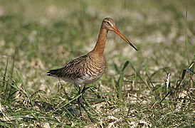 Barge à queue noire (Limosa limosa)