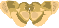 Cross-section of the midbrain at the level of the superior colliculus