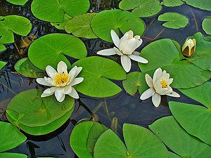 흰수련(Nymphaea alba)