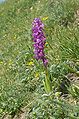 Orchis mascula subsp. speciosa – Germany, Allgäuer Alpen