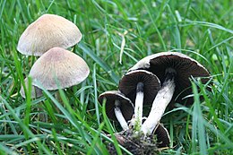 Šiurkščioji trapiabudė (Psathyrella lacrymabunda)