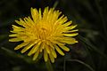 Gewöhnlicher Löwenzahn (Taraxacum officinale), Nahaufnahme