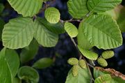 Alnus incana subsp. rugosa