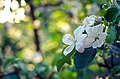 Blossom, Mykolaiv, Ukraine