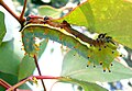 Housenka martináče Opodiphthera eucalypti na listech eukalyptu