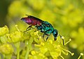 Chrysis ignita