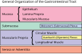 General organisation of GI tract