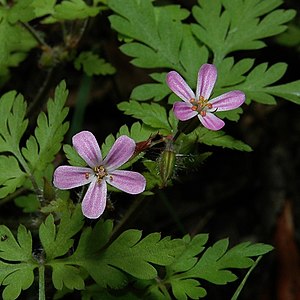 roberta geranio (Geranium robertianum)