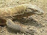 Komodowaran im Tagtierbereich