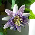 Passiflora ×belottii, hibrido de Passiflora alata kaj Passiflora caerulea