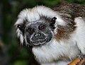 Cottontop Tamarin