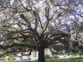 Quercus virginiana dengan Lumut spanyol