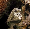 Image 19 Spotted trunkfish Photograph credit: Betty Wills The spotted trunkfish (Lactophrys bicaudalis) is a species of ray-finned fish in the family Ostraciidae, native to the Caribbean Sea and parts of the western Atlantic Ocean. Members of this family are known as boxfishes because they have a hard outer covering consisting of hexagonal, plate-like scales fused together into a solid, triangular or box-like carapace. Because of this casing, the body of the spotted trunkfish is not flexible, and locomotion is normally limited to slow movements performed by rippling its dorsal and anal fins and gently beating its pectoral fins. If faster motion is required, it can additionally use its caudal fin for propulsion. This spotted trunkfish was photographed at a depth of about 40 ft (12 m) at Bari Reef, Bonaire. More selected pictures