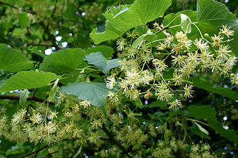 Cvjetovi Tilia insularis.