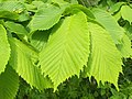 Leaves with extra lobes