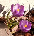 Brânduşe Crocus vernus cultivate