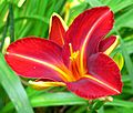 Hemerocallis "Lusty Lealand"