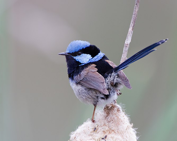 Superb Fairy-wren