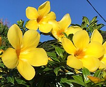 Allamanda cathartica ou Monette.