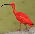 Scarlet ibis (Eudocimus ruber)