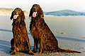 1986: Irish Red Setter