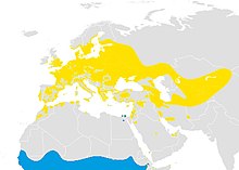 Omtrentleg geografisk utbreiing av røyrsongar, utbreiing på Iberiahalvøya og Nordvest-Afrika kan gjelde afrikarøyrsongar ██ Berre hekking ██ Overvintring