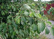 Alnus incana subsp. incana