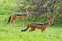 Black-backed Jackal (48876896428).jpg