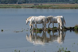 Camargue