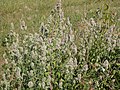 Echte Katzenminze (Nepeta cataria)