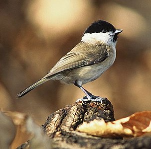 Glanskop (Poecile palustris)