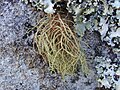 Parmeliaceae : Usnea rubicunda