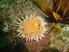 Violet spotted anemone