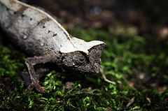 Description de l'image Brookesia thieli in Madagascar.jpg.