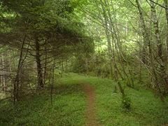 Cummins Creek Ridge Trail