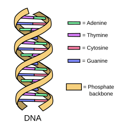 DNA simple2