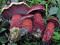 Boletus frostii