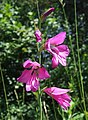 Spìga de Gladiolus palustris