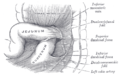 Superior at inferior duodenal fossæ.