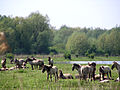 Koniks a la reserva natural d'Oostvaardersplassen, Països Baixos, del mateix tipus que l'introduït al parc nacional polonès