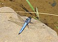 Pataki szitakötő (Orthetrum brunneum) hím