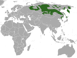 Área de distribución da marta cibelina (verde: existente , negro: extinta)