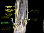 Extensor pollicis brevis muscle