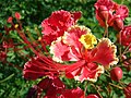 Fleur de Caesalpinia pulcherrima