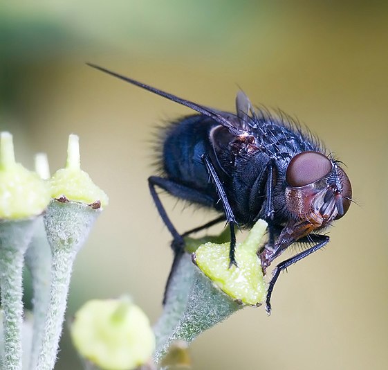 Bluebottle fly (Calliphora vomitoria)